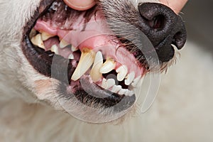 Dog teeth with cavities