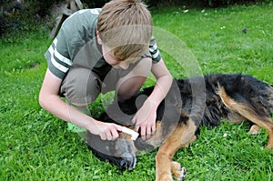 Dog teeth cleaning