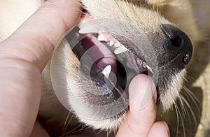 Dog teeth detail in hand