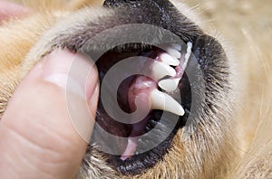 Dog teeth detail in hand