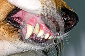 Dog teeth examination