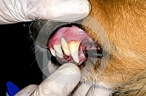 Dog teeth examination