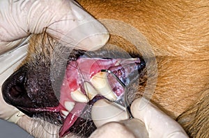 Dog teeth removing tooth stone