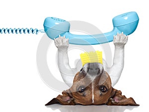 Dog telephone