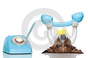 Dog telephone