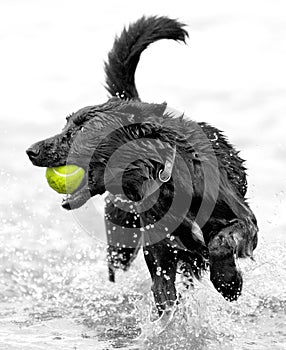 Dog with tennis ball