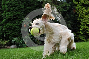 Dog with tennis ball