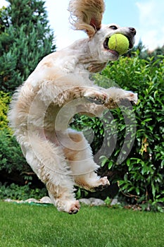 Dog with tennis ball