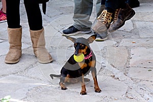 Dog with tennis ball , close up portrait