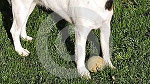 Dog with tennis ball