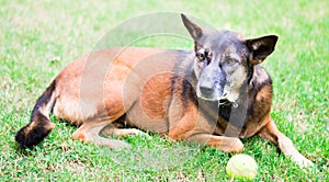 Dog with a tennis ball