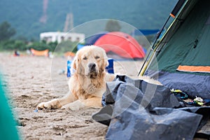 The dog in tent