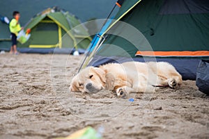The dog in tent