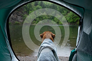 Dog in a tent in the rain. Nova Scotia Duck Tolling Retriever in the camp. Pet Travel