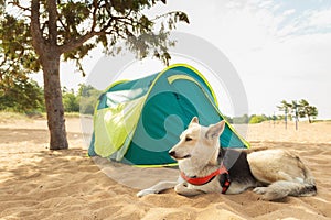 Dog and Tent under a tree on a sandy beach