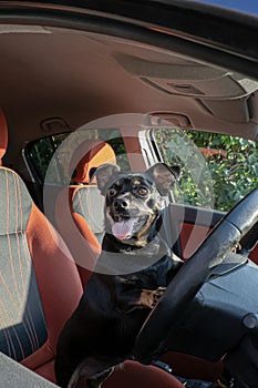 Dog. A terrier. Cute purebred dog driving a car. Road trip