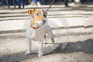 Dog Terrier Jack Russell on the collar in the park in summer photo