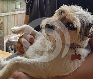 Dog terrier jack russell rescue vet photo