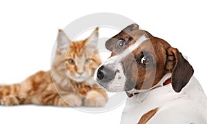 Dog Jack Russell terrier and cat on white photo