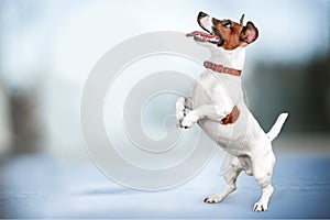 Cute small dog Jack Russell terrier on background photo