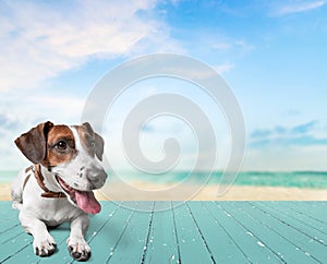 Cute small dog Jack Russell terrier on background photo