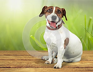 Cute small dog Jack Russell terrier on background photo