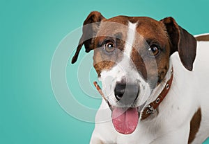 Cute small dog Jack Russell terrier on background photo