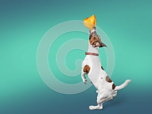 Cute small dog Jack Russell terrier on background photo