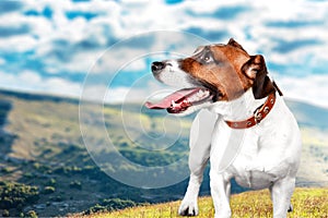 Cute small dog Jack Russell terrier on background photo