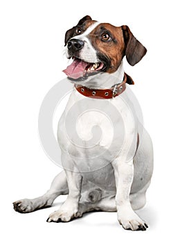 Cute small dog Jack Russell terrier on white photo