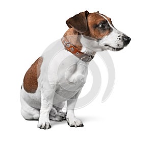 Cute small dog Jack Russell terrier on white photo