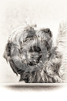 Dog, terrier, submission, head, loyalty, black, white, closeup,