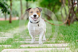 Dog tethered with long line training leash at obedience class