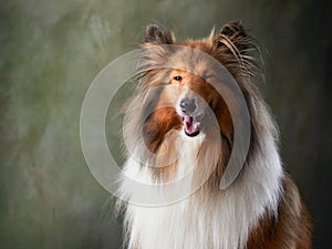 A dog on a textured canvas background in a photo studio.