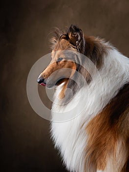 A dog on a textured canvas background in a photo studio.