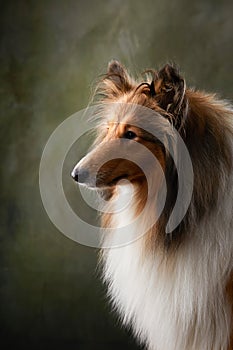 A dog on a textured canvas background in a photo studio.