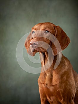 A dog on a textured canvas background in a photo studio.