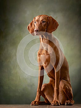 A dog on a textured canvas background in a photo studio.