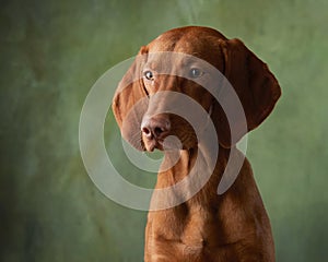 A dog on a textured canvas background in a photo studio.