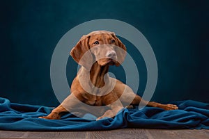 A dog on a textured canvas background in a photo studio.