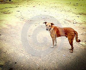 Street Dog gives a look photo