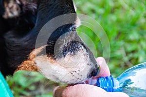 Dog thirst at hot weather. Drinking water. Refreshing drink. Thirsty dog drinking water outdoor. Dog pet drink water from hands.