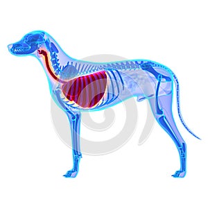 Dog Thorax / Lungs Anatomy - Canis Lupus Familiaris Anatomy - is