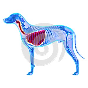 Dog Thorax / Lungs Anatomy - Canis Lupus Familiaris Anatomy - is photo