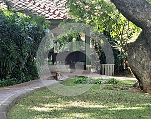 A dog and thr quiet red roof hut under big tree on green lawn