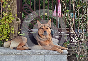 A Dog at Tian Tan Buddha, Hong Kong