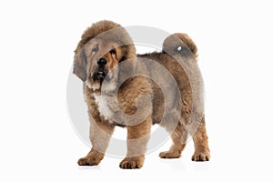 Dog. Tibetan mastiff puppy on white background