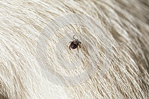 dog tick on animal fur. Rhipicephalus Sanguineus