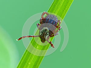 Dog Tick On Blade Of Grass