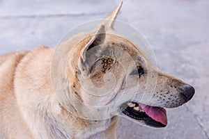 Dog tick bloodsucking insect on ear photo